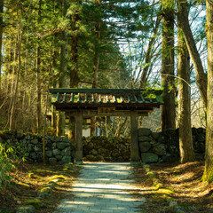gazebo in the forest