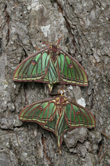 Spanish moon moth (Actias isabellae or Graellsia isabellae)