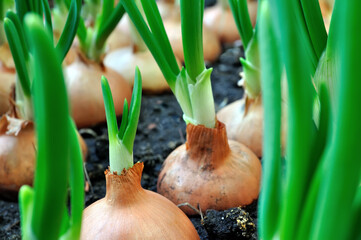 
close-up of growing green onion in the vegetable garden