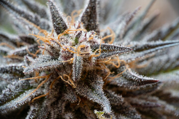 cannabis plant head closeup, detail of trichomes