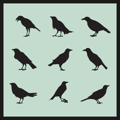 Currawong black silhouette set vector, set of birds