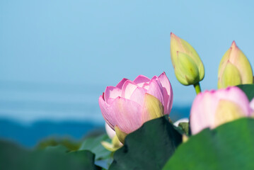 暑い日のハス畑で美しいハスの花　クマバチ