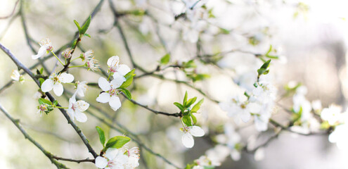 Close-up of twigs with white blooming spring flowers and fresh green leaves. Beautiful soft floral image of spring nature. Concept of spring. Selective focus, panoramic view.