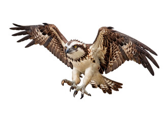Fototapeta premium Osprey on transparent background
