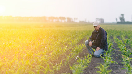 A man kneels down among rows of tall corn stalks in a vast field.