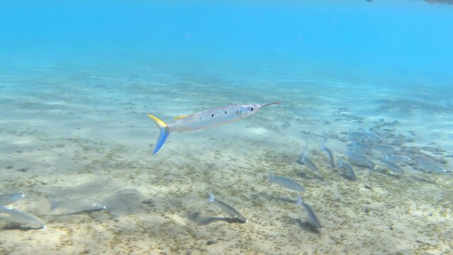 Black-barred halfbeak (Hemiramphus far) fish swimming in the blue sea