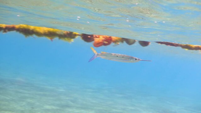 Black-barred halfbeak fish swimming in the blue sea