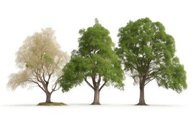 Obraz premium Group trees isolated on white background.