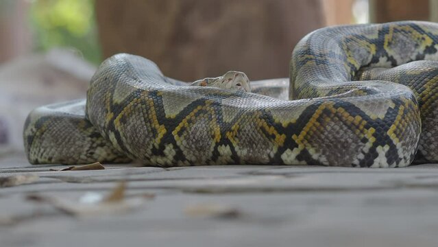 Python crawls on rocks and grass.