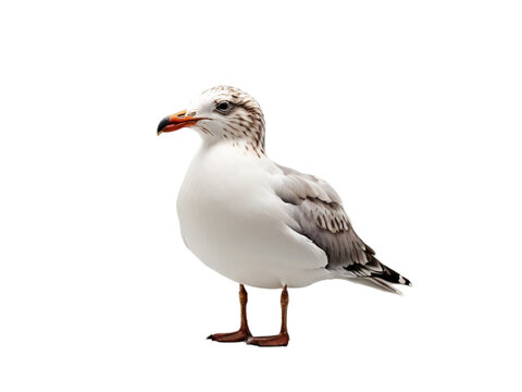 Seagull on transparent background