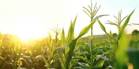 A beautiful corn field with the sun setting in the background. Perfect for agricultural concepts