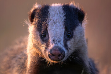 badger portrait