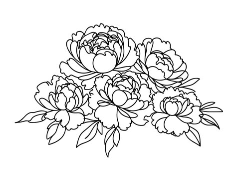 Vector image of a bouquet of peonies in a linear style on a white background.