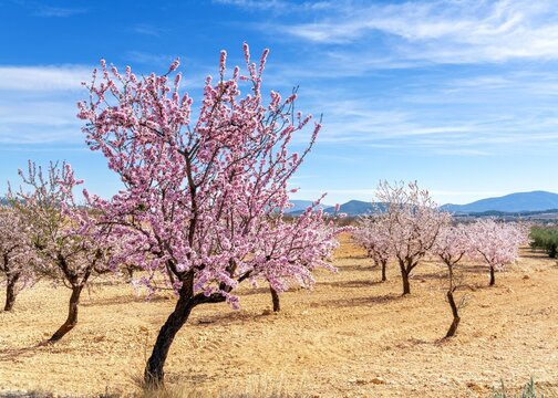 blossoming almond trees in a ochre earth field in the springtime in southern Spain