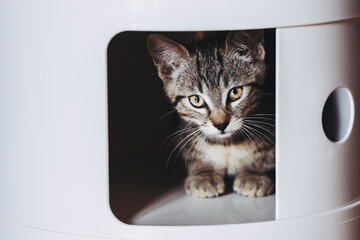 Portrait d'un petit chaton tigré amusant