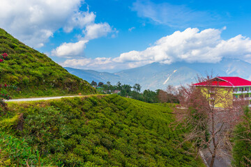 A highland tea plantation with a beautiful red-roof farmhouse. A beautiful cumulus Cloudscape in a clear blue sky on the great Himalayan mountain in the background adds a mesmerizing effect to the sce
