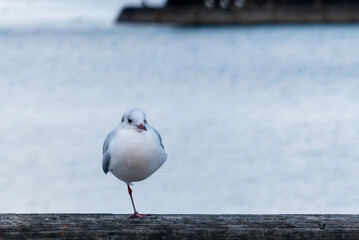一本足で立つ琵琶湖のユリカモメ