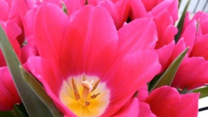 pink tulips in a flower bed
