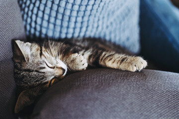 Portrait d'un chaton tigré en train de dormir profondément sur le canapé