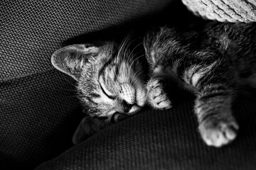 Portrait d'un chaton tigré en train de dormir profondément sur le canapé - 745198740