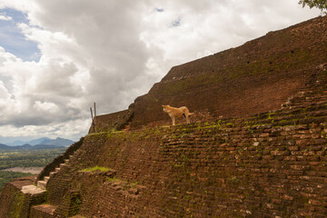 Surroundings of the Buddhist Temple of Sri Lanka