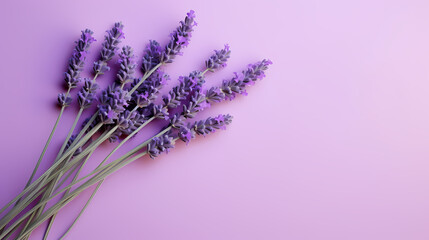 Obraz premium Panoramic view of lavender fields in bloom