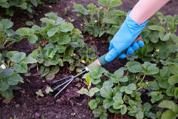 A gardener spuds strawberry beds with a rake.