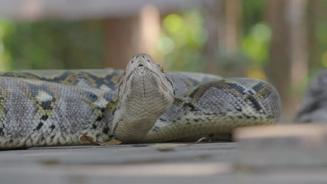 Python crawls on rocks and grass.