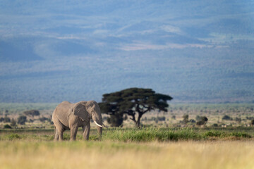elephant in Amboseli national park