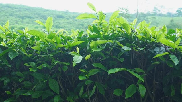 Tea leaves sway in the wind in the green and beautiful tea plantations