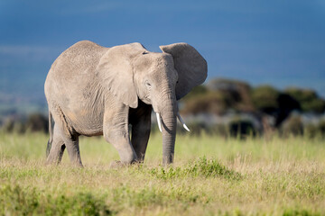 Fototapeta na wymiar elephant in Amboseli national park