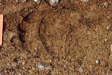 Footsep of a Brown bear.