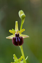 Orchidea (Ophrys incubacea). Lago di Baratz, Sassari, Sardegna. Italia.