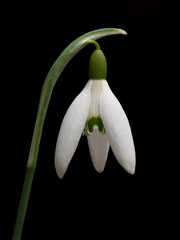 close-up of a snowdrop illuminated on a black background. nice detail of snowdrop flower