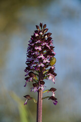Orchidea (Orchis purpurea). Muros, Sassari, Sardegna, Italia.