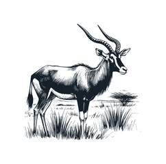 The wild antelope. Black white vector illustration.
