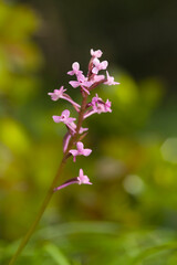 Orchidea (Orchis brancifortii). Oliena, Nuoro, Sardegna, Italia.