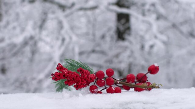 Close-up of a red rowan tree in the snow. New Year is approaching. Red rowan on white snow.