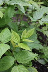 Raspberry plant leaves growing in the garden.