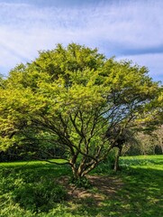 Fototapeta na wymiar Beautiful big green tree on a meadow in a city park on a sunny day in Dublin, Irish nature