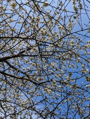 Spring blooming cherry tree branches with white flowers in blue sky beautiful floral background