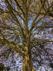 Beautiful big tree in a forest blue sky background spring woods Irish landscape Dublin park tree