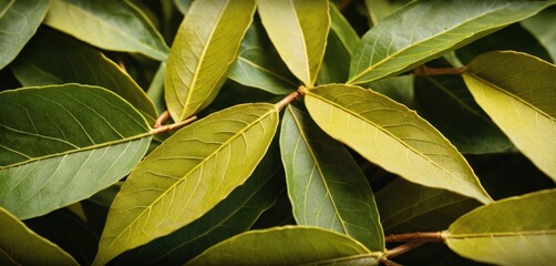 a close up of a leafy plant with lots of green leaves on the top and bottom of the leaves.