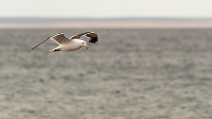 Dominican seagull in Puerto Madryn (Argentina)