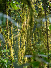 Regenwald im Bwindi Impenetrable National Park, Uganda.
