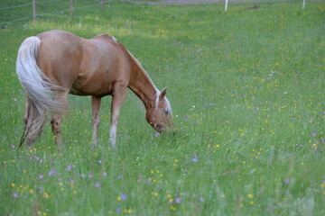 Pferdeleben, schönes goldenes Pferd auf der Weide