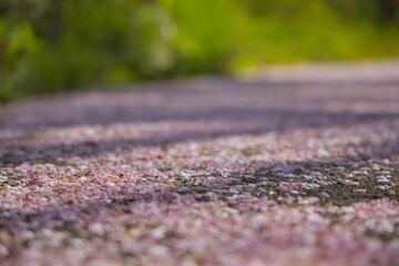 桜の道はピンクに染まる