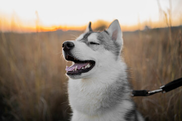 perro lobo husky blanco y gris retrato portrait sol atardecer campo golden hour