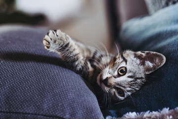 Portrait d'un chaton tigré en train de dormir profondément sur le canapé - 745214746