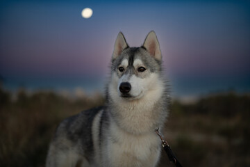 perro lobo husky blanco y gris retrato portrait atardecer luna cielo azul y purpura © Fran